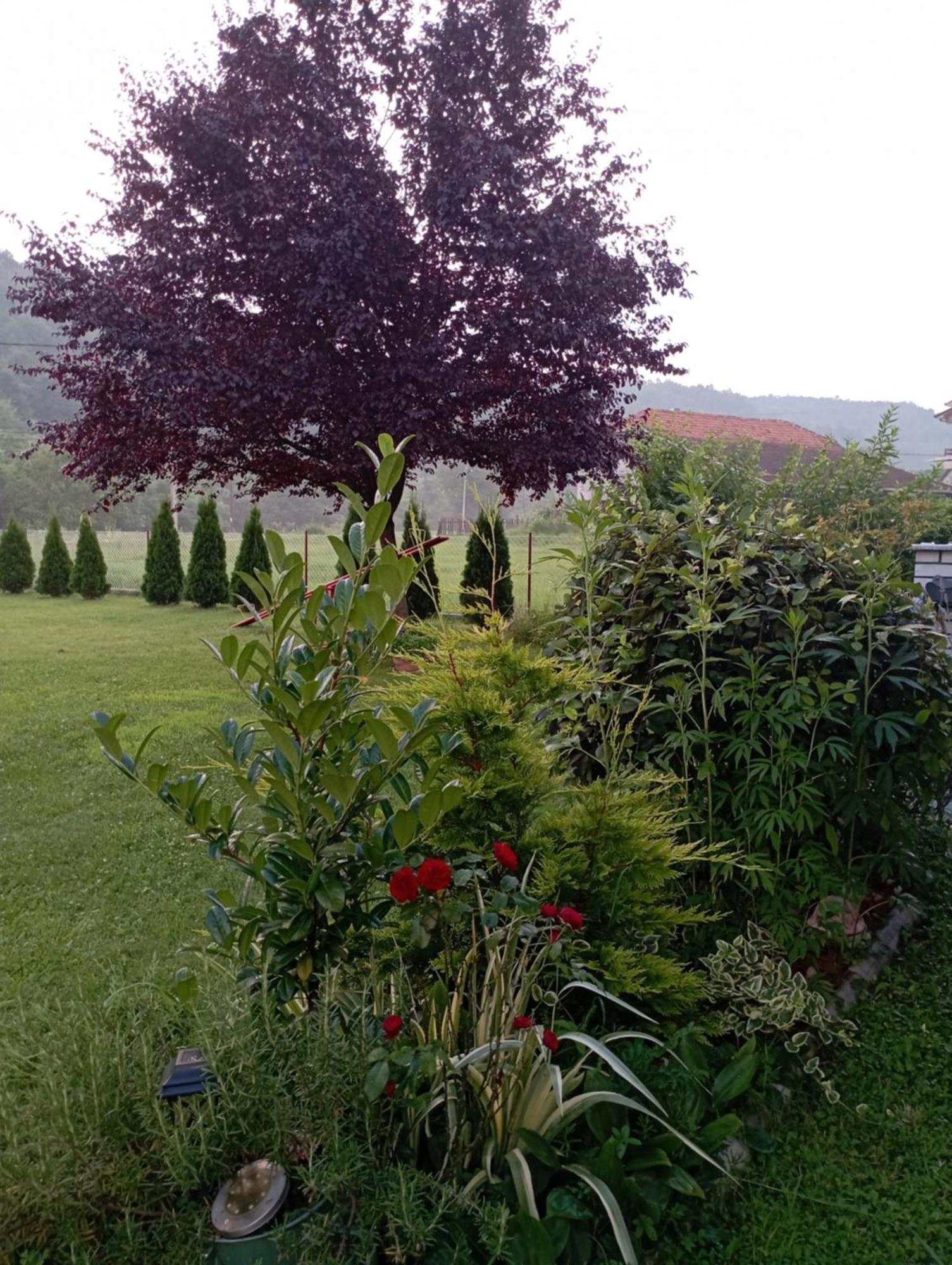 Kuca Za Odmor Zicanka Kraljevo Dış mekan fotoğraf