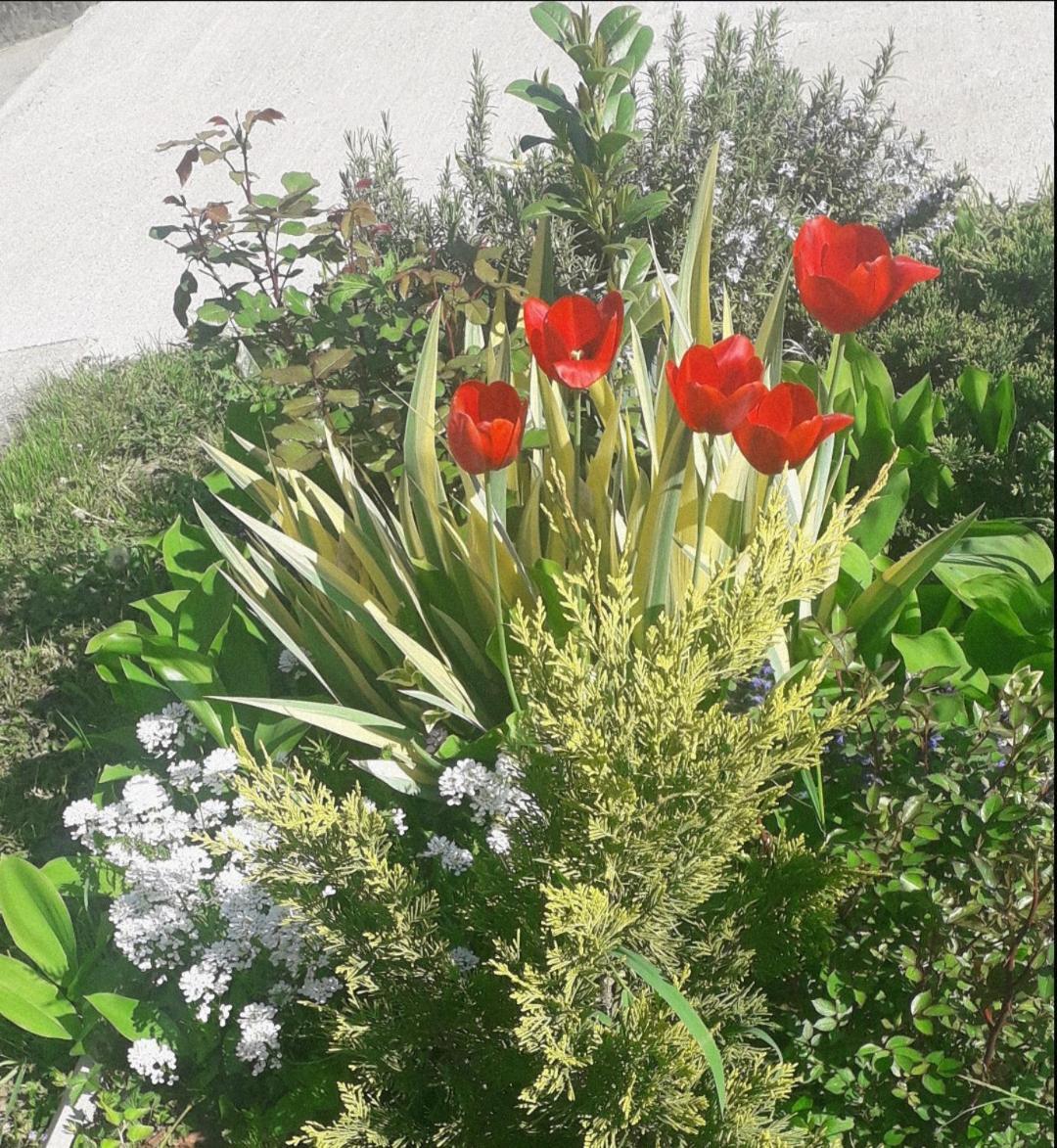 Kuca Za Odmor Zicanka Kraljevo Dış mekan fotoğraf